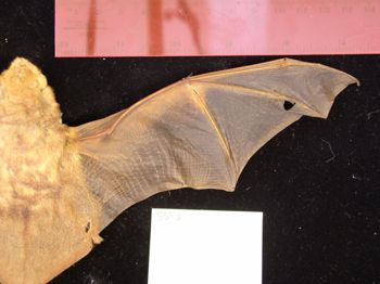 Media type: image;   Mammalogy BANGS-5593